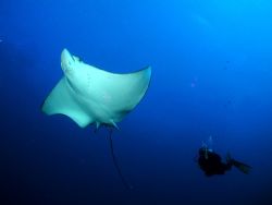 Eagle Ray Fly By by Giles Shaxted 